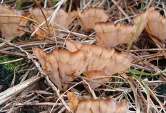 Podoscypha petalodes floriformis