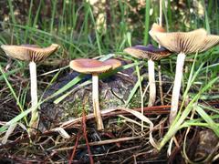 Psilocybe subaeruginosa