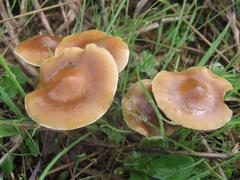 Psilocybe subaeruginosa