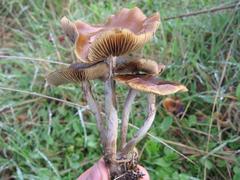 Psilocybe subaeruginosa
