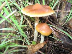 Psilocybe subaeruginosa