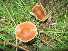 Psilocybe subaeruginosa