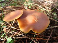 Psilocybe subaeruginosa