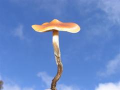 Psilocybe subaeruginosa