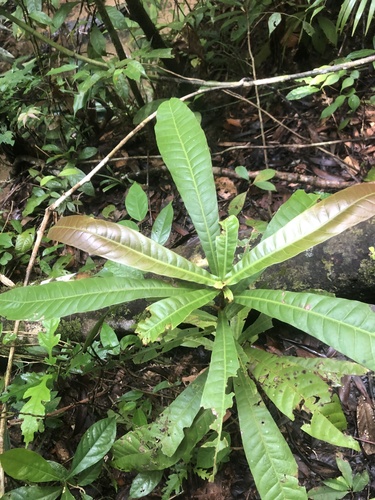Campnosperma brevipetiolatum observed 2025-01-06