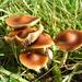 Psilocybe subaeruginosa - Photo (c) Alan Rockefeller, some rights reserved (CC BY), uploaded by Alan Rockefeller