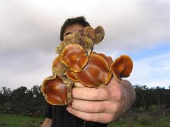 Psilocybe subaeruginosa