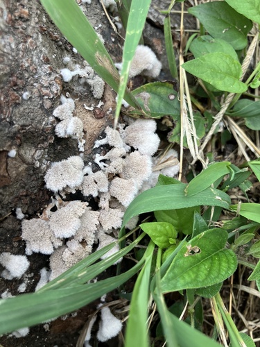 Schizophyllum commune