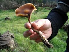 Psilocybe subaeruginosa