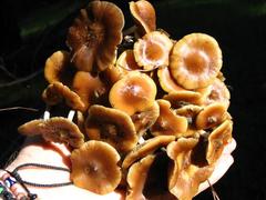 Psilocybe subaeruginosa