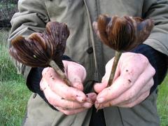 Psilocybe subaeruginosa