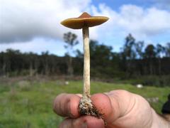 Psilocybe subaeruginosa