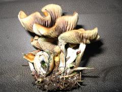 Psilocybe subaeruginosa