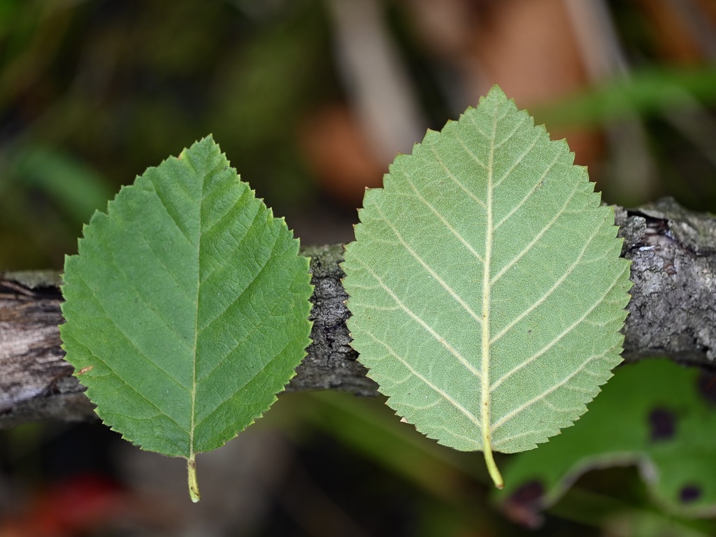 Murray's Birch