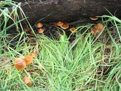 Psilocybe subaeruginosa