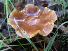 Psilocybe subaeruginosa