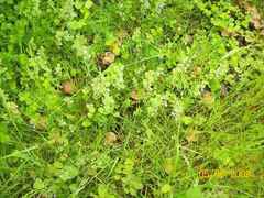 Psilocybe ovoideocystidiata