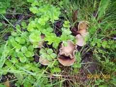 Psilocybe ovoideocystidiata