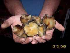 Psilocybe ovoideocystidiata