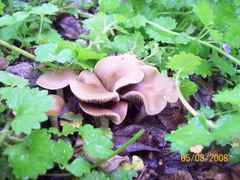 Psilocybe ovoideocystidiata