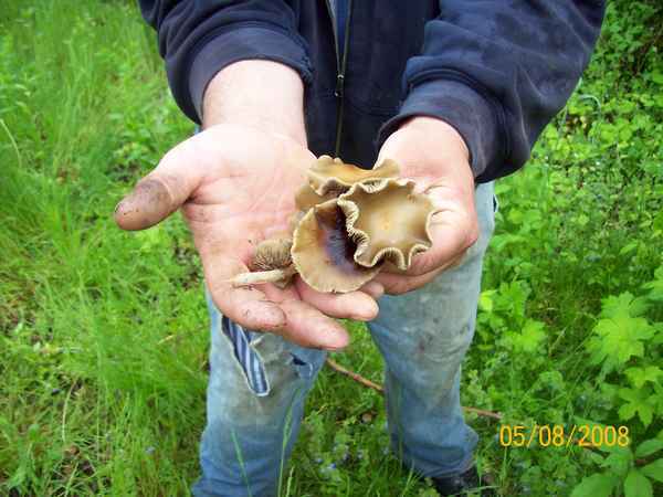 Psilocybe ovoideocystidiata image