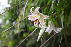 Lilium auratum