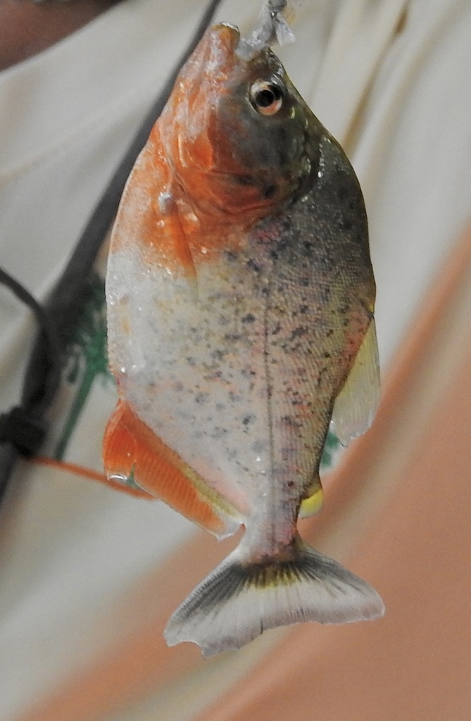 Sharp-snouted Piranha