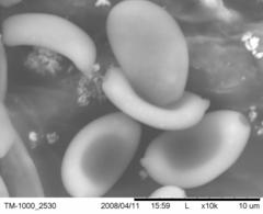 Psilocybe pelliculosa