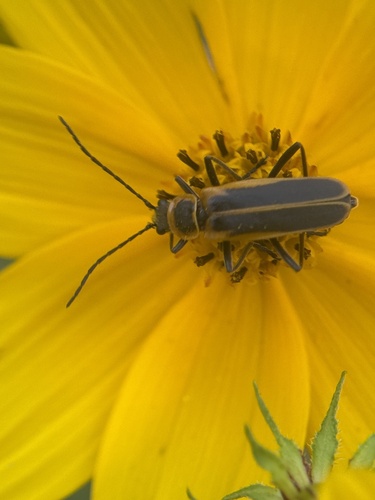 Goldenrod Soldier Beetle, photo 2 of 8