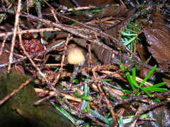 Psilocybe pelliculosa