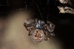 Coriarachne depressa