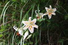 Lilium auratum
