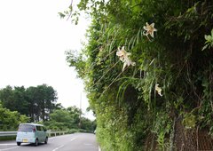 Lilium auratum