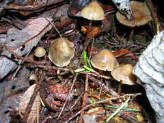 Psilocybe pelliculosa