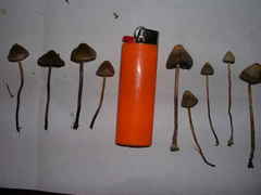 Psilocybe pelliculosa