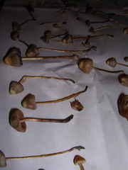 Psilocybe pelliculosa
