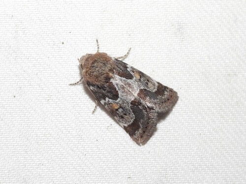 Spinose Flower Moth photo 2