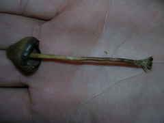 Psilocybe pelliculosa