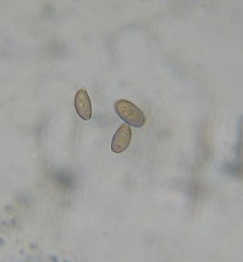 Psilocybe pelliculosa