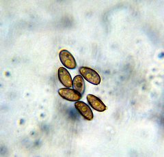 Psilocybe pelliculosa