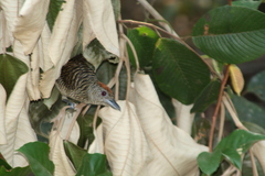 Cymbilaimus lineatus