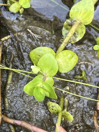Tropical waterhyssop (Bacopa innominata)