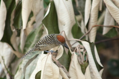 Cymbilaimus lineatus