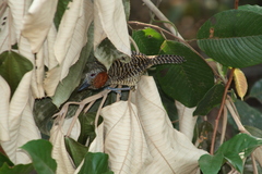 Cymbilaimus lineatus