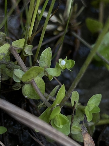 Tropical waterhyssop (Bacopa innominata)