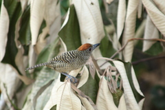 Cymbilaimus lineatus