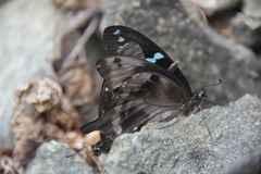 Papilio epiphorbas