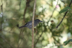 Cymbilaimus lineatus