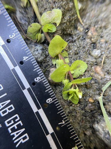 Tropical waterhyssop (Bacopa innominata)