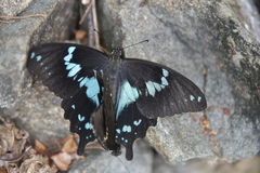 Papilio epiphorbas